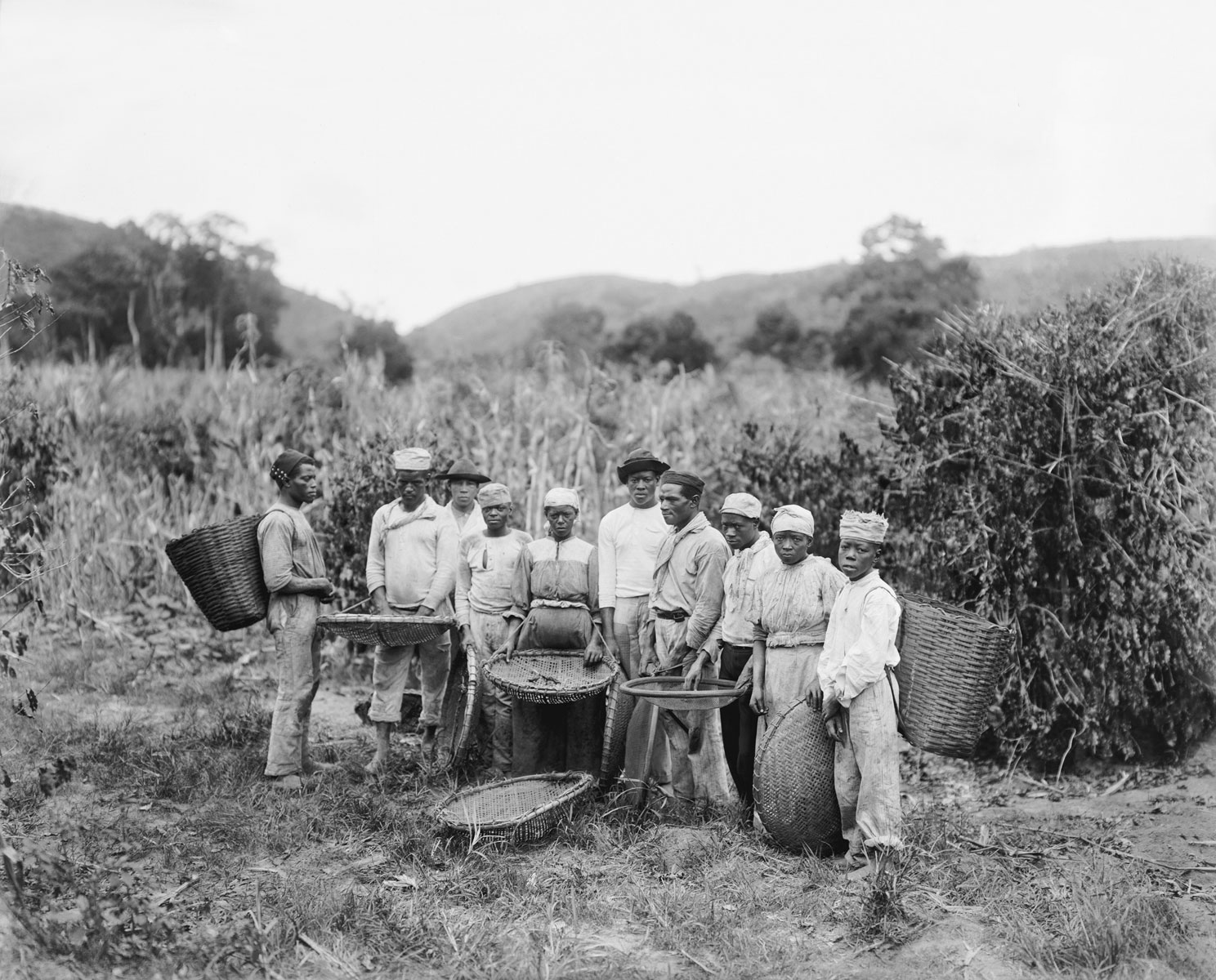 Slaves in the coffee harvest, c. 1882. Vale do Paraíba